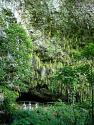 Fern Grotto
Picture # 870
